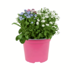 Aktuelles Frühlingsblüher XL Angebot bei toom Baumarkt in Moers ab 5,99 €