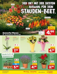 Netto Marken-Discount Blumen im Prospekt Netto Marken-Discount Blumen im Prospekt