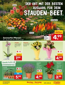 Orchidee im aktuellen Netto Marken-Discount Prospekt (München) Orchidee im Netto Marken-Discount Prospekt "Aktuelle Angebote" mit 68 Seiten (München)