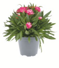 Strohblume im Angebot bei toom Baumarkt in Lutherstadt Wittenberg Strohblume Angebote bei toom Baumarkt Lutherstadt Wittenberg für 3,59 €