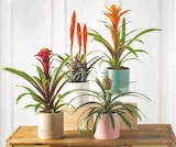 Bromelias luxe en promo chez Super U Clermont-Ferrand à 9,99 €