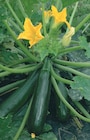 Promo Courgettes à 2,95 € dans le catalogue Les Compagnons des saisons à Bain-de-Bretagne