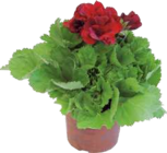 Angebot im Hornbach Ratekau Prospekt Hornbach Ratekau Prospekt mit im Angebot für 4,99 €