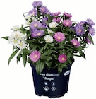 Aster trio dans le catalogue Lidl