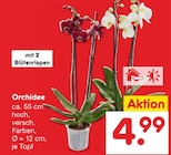 Orchidee im Angebot bei Netto Marken-Discount in Freital Orchidee Angebote bei Netto Marken-Discount Freital für 4,99 €