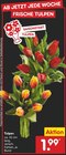 Tulpen im Angebot bei Netto Marken-Discount in Wolfenbüttel Tulpen Angebote bei Netto Marken-Discount Wolfenbüttel für 1,99 €