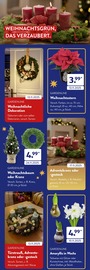 Adventskranz im ALDI SÜD Prospekt in Schwabach Aktueller ALDI SÜD Prospekt mit Adventskranz, "DEIN SCHÖNSTES WEIHNACHTSFEST", Seite 7