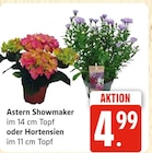 Astern Showmaker oder Hortensien im aktuellen Marktkauf Prospekt