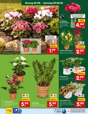 Valentinstag im Netto Marken-Discount Prospekt in Duisburg Aktueller Netto Marken-Discount Prospekt mit Valentinstag, "Aktuelle Angebote", Seite 18