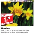 Narzisse bei bauSpezi im Neunkirchen Prospekt für 1,09 €