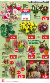 Pflanzen im Kaufland Prospekt in Gießen Aktueller Kaufland Prospekt mit Pflanzen, "Hier bin ich richtig", Seite 21