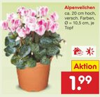 Alpenveilchen Angebote bei Netto Marken-Discount Mülheim für 1,99 €