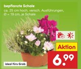 bepflanzte Schale im Angebot bei Netto Marken-Discount in Hürth bepflanzte Schale Angebote bei Netto Marken-Discount Hürth für 6,99 €
