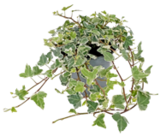 Herbstpflanzen im Kaufland Prospekt Herbstpflanzen  im aktuellen Kaufland Prospekt für 2,22 €