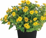Husarenknöpfchen im Angebot bei Dehner Garten-Center in Dülmen Husarenknöpfchen Angebote bei Dehner Garten-Center Dülmen für 2,99 €
