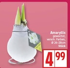 Amaryllis im aktuellen EDEKA Prospekt