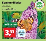 Sommerflieder im aktuellen Thomas Philipps Prospekt