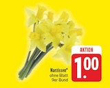 Aktuelles Narzissen Angebot bei E center in Dresden ab 1,00 €