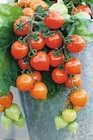 Plants de tomates en promo chez Carrefour Versailles à 3,75 €