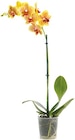 Orchidee für 4,99 € bei Netto mit dem Scottie im Angebot Orchidee im aktuellen Netto mit dem Scottie Prospekt