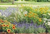 toom Baumarkt Kallmerode - Nützlingsfreundliche Pflanzen Angebot im Prospekt Nützlingsfreundliche Pflanzen bei toom Baumarkt im Kallmerode Prospekt für 3,59 €
