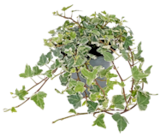 Angebot im Kaufland Ludwigshafen (Rhein) Prospekt Kaufland Ludwigshafen (Rhein) Prospekt mit  im Angebot für 2,22 €