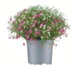 toom Baumarkt Troisdorf - Sommerblumen Angebot im Prospekt Sommerblumen bei toom Baumarkt im Troisdorf Prospekt für 2,99 €