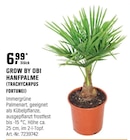 Hanfpalme (Trachycarpus Fortunei) Angebote von Grow by Obi bei OBI Monheim für 6,99 €