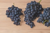 Weintrauben blau von  im aktuellen tegut Prospekt für 3,99 €