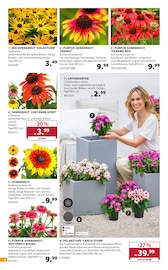 Aktueller Dehner Garten-Center Prospekt mit Kissen, "AKTUELLE ANGEBOTE", Seite 4