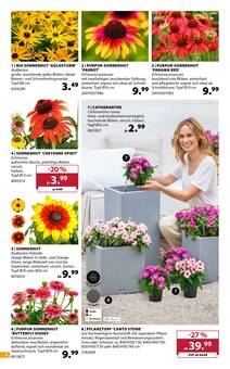 Pflanzen im Dehner Garten-Center Prospekt "AKTUELLE ANGEBOTE" mit 16 Seiten (Münster)