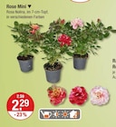 Rose Mini im V-Markt Prospekt Rose Mini von im aktuellen V-Markt Prospekt für 2,29 €