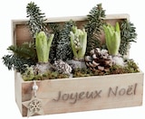 Composition jardinière bois 3 jacinthes en promo chez Lidl Troyes à 9,99 €