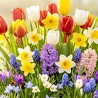 Aktuelles Tulpen, Narzissen, Krokusse, Hyazinthen Angebot bei Thomas Philipps in Wuppertal ab 4,99 €