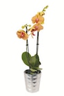 Schmetterlingsorchidee (Phalaenopsis) in Keramik Angebote bei Lidl Halle für 9,99 €