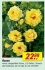 Aktuelles Rosen Angebot bei toom Baumarkt in Bremen ab 22,99 €