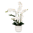 Orchidée Mick en promo chez But Orchidée Mick dans le catalogue But