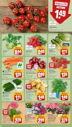Blumen Angebot & Preis im aktuellen REWE Prospekt Blumen Angebot im aktuellen REWE Prospekt auf Seite 7