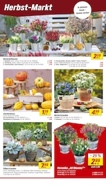 Aktueller toom Baumarkt Prospekt mit Blumen, "Respekt, wer's selber macht.", Seite 4