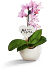 Orchidee von  im aktuellen Netto Marken-Discount Prospekt für 7,99 €
