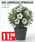 Aktuelles HIBISCUS SYRIACUS Angebot bei Wreesmann in Dresden ab 11,99 €