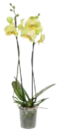 Schmetterlingsorchidee im Marktkauf Prospekt Schmetterlingsorchidee von im aktuellen Marktkauf Prospekt für 7,99 €