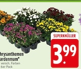 Aktuelles Chrysanthemen Gardenmum Angebot bei EDEKA in München ab 3,99 €