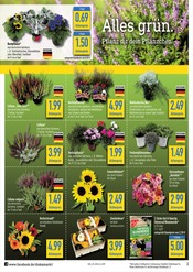 Blumen im diska Prospekt in Görlitz Aktueller diska Prospekt mit Blumen, "Alles günstig. Alles da. Alles an Deinem Ort.", Seite 2