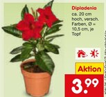 Aktuelles Dipladenia Angebot bei Netto Marken-Discount in Krefeld ab 3,99 €