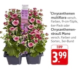 Aktuelle Blumen Angebote bei EDEKA in Stuttgart Aktuelles Chrysanthemen multiflora Angebot bei EDEKA in Stuttgart ab 3,99 €