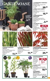 Bambus Angebot im aktuellen Dehner Garten-Center Prospekt auf Seite 9