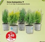 Kleine Nadelgehölze im aktuellen V-Markt Prospekt für 3,49 €