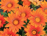 Promo Gazania à 5,50 € dans le catalogue LaMaison.fr à Livarot