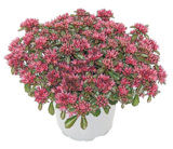Engelsgesicht Angelonia im aktuellen Netto mit dem Scottie Prospekt